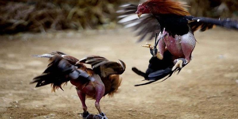 Đá gà trực tuyến được cung cấp ở nhiều trang web cá cược